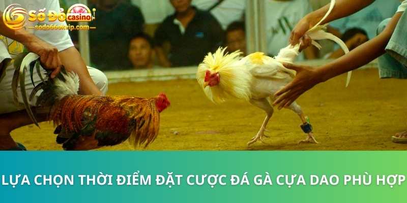 Đá Gà Cựa Dao Sodo66 - Bộ Môn Giải Trí Kịch Tính, Đẳng Cấp