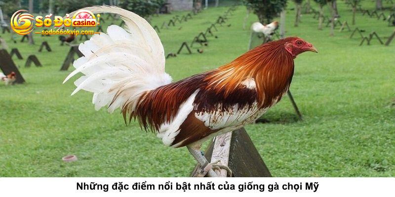 Gà Chọi Mỹ Là Gì? Những Thông Tin Về Giống Gà Đá Mỹ