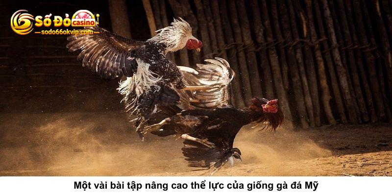 Gà Chọi Mỹ Là Gì? Những Thông Tin Về Giống Gà Đá Mỹ