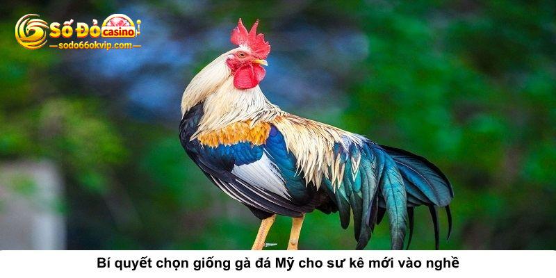 Gà Chọi Mỹ Là Gì? Những Thông Tin Về Giống Gà Đá Mỹ