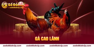 Gà Cao Lãnh - Chiến Kê Được Yêu Thích Trong Các Trận Đấu