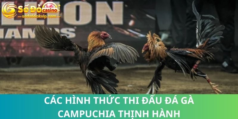 Đá Gà Campuchia - Cá Cược Đỉnh Cao Top Đầu Thế Giới