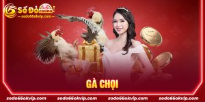 Cá Cược Gà Chọi Gay Cấn, Kịch Tính Tại Sân Chơi SODO66