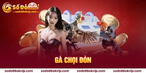 Gà Chọi Đòn - Quy Định Đấu Gà Đòn Chi Tiết Tại Sodo66