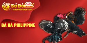 Đá Gà Philippine - Bí Quyết Đánh Cược Bất Bại Cho Game Thủ