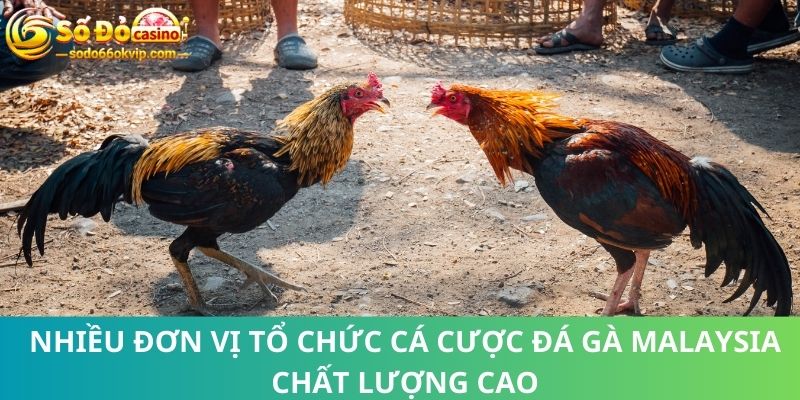 Đá Gà Malaysia - Nhiều Trận Đấu Đỉnh Cao Tạo Cơ Hội Làm Giàu