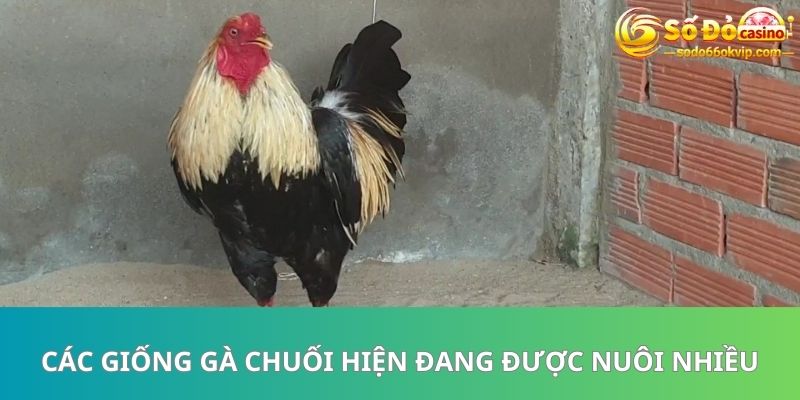 Gà Chuối Là Gì? Có Những Dòng Nào Được Đánh Giá Cao 2023