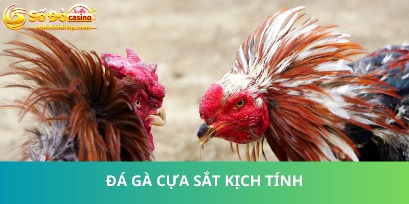 Đá Gà Malaysia - Nhiều Trận Đấu Đỉnh Cao Tạo Cơ Hội Làm Giàu