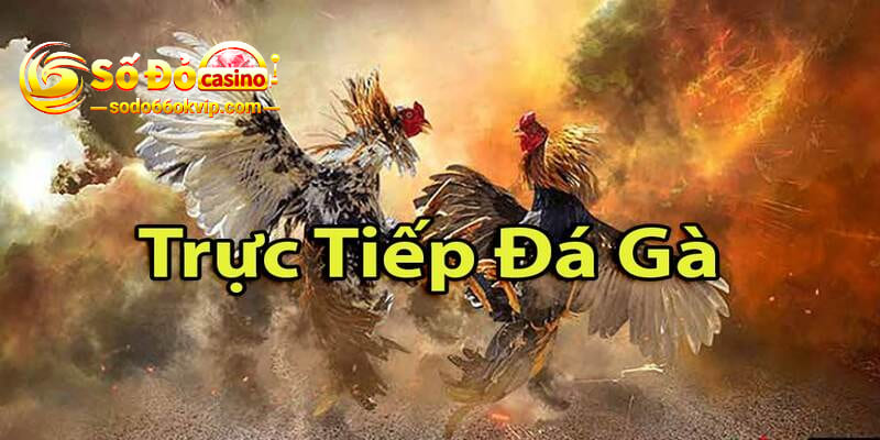 Đá Gà Online Thomo - Hình Thức Giải Trí Hấp Dẫn Tại Sodo66