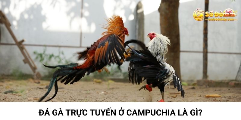 Đá Gà Trực Tuyến Ở Campuchia Và Những Điều Hấp Dẫn