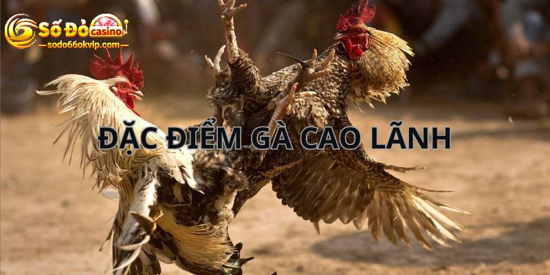 Gà Cao Lãnh - Chiến Kê Được Yêu Thích Trong Các Trận Đấu