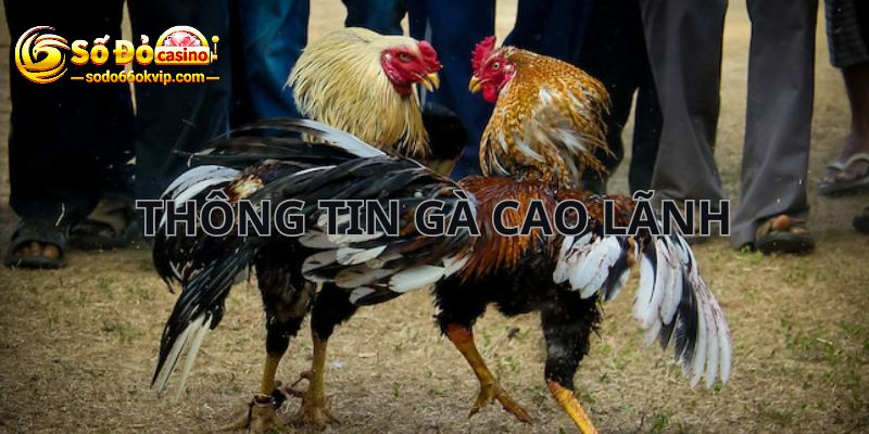 Gà Cao Lãnh - Chiến Kê Được Yêu Thích Trong Các Trận Đấu