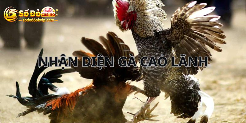 Gà Cao Lãnh - Chiến Kê Được Yêu Thích Trong Các Trận Đấu