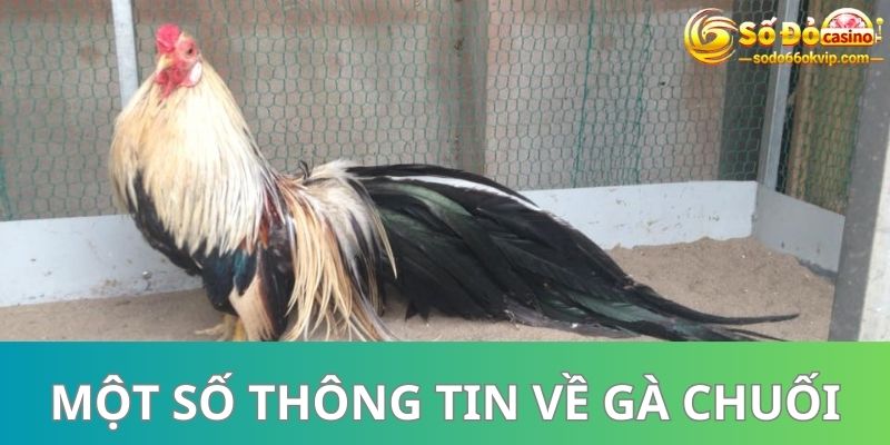 Gà Chuối Là Gì? Có Những Dòng Nào Được Đánh Giá Cao 2023