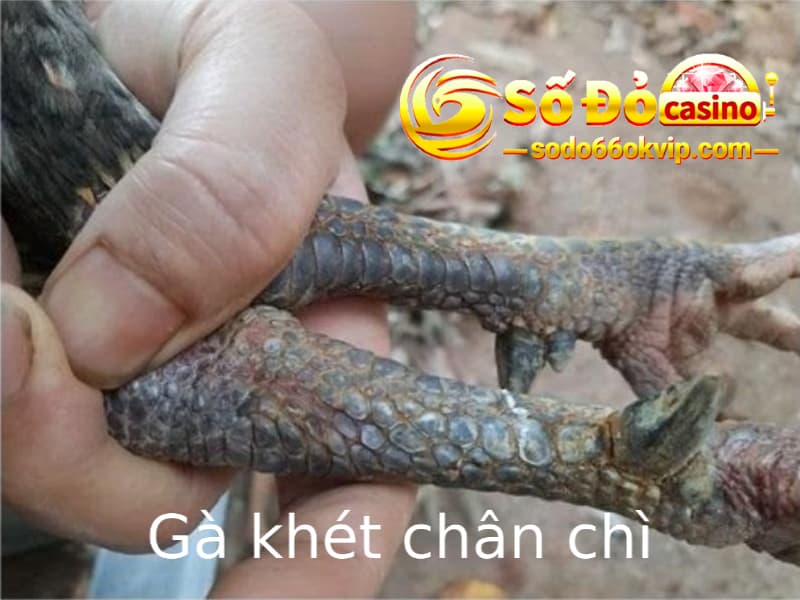 Gà Khét Là Gì - Giải Mã Giống Gà Đá Hot Cùng Sodo66