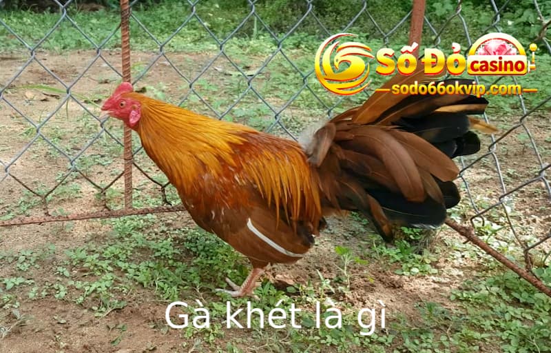 Gà Khét Là Gì - Giải Mã Giống Gà Đá Hot Cùng Sodo66