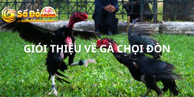 Gà Chọi Đòn - Quy Định Đấu Gà Đòn Chi Tiết Tại Sodo66