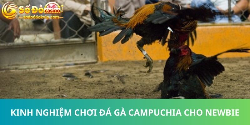 Đá Gà Campuchia - Cá Cược Đỉnh Cao Top Đầu Thế Giới