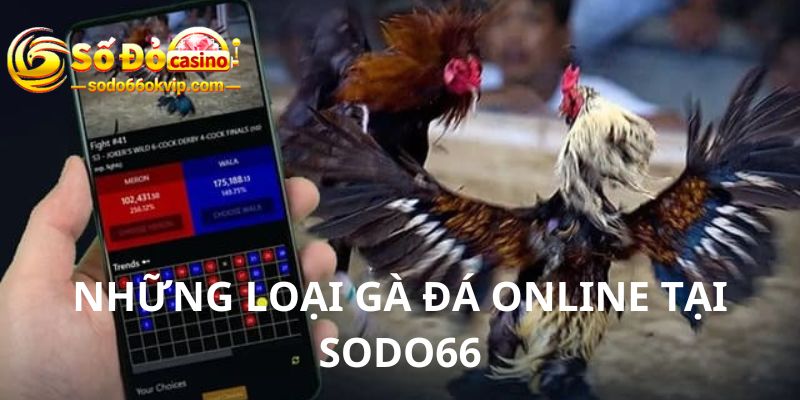 Xem Đá Gà Online An Toàn & Uy Tín Tại Nhà Cái Sodo66