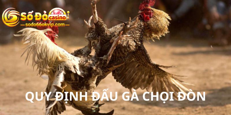 Gà Chọi Đòn - Quy Định Đấu Gà Đòn Chi Tiết Tại Sodo66