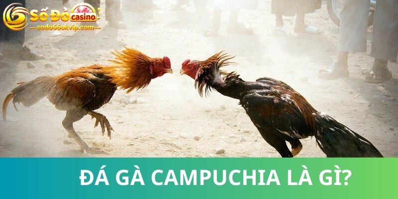 Đá Gà Campuchia - Cá Cược Đỉnh Cao Top Đầu Thế Giới