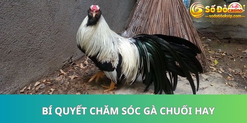 Gà Chuối Là Gì? Có Những Dòng Nào Được Đánh Giá Cao 2023