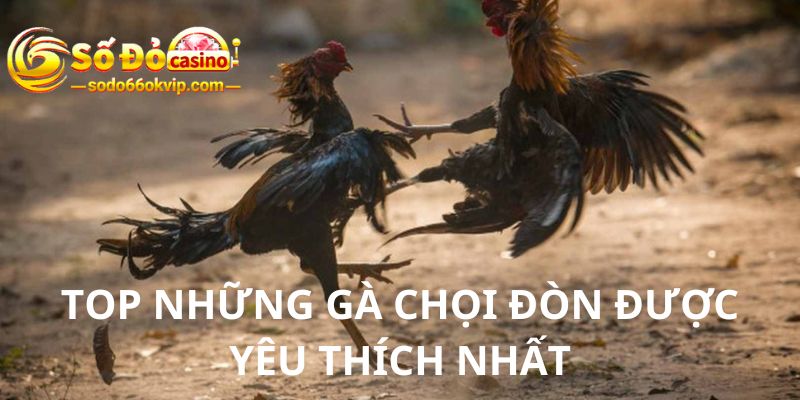 Gà Chọi Đòn - Quy Định Đấu Gà Đòn Chi Tiết Tại Sodo66