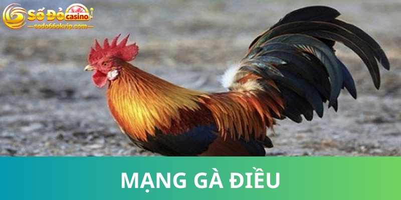 Gà Điều - TOP Chiến Binh Sở Hữu Lối Đá Siêu Linh Hoạt