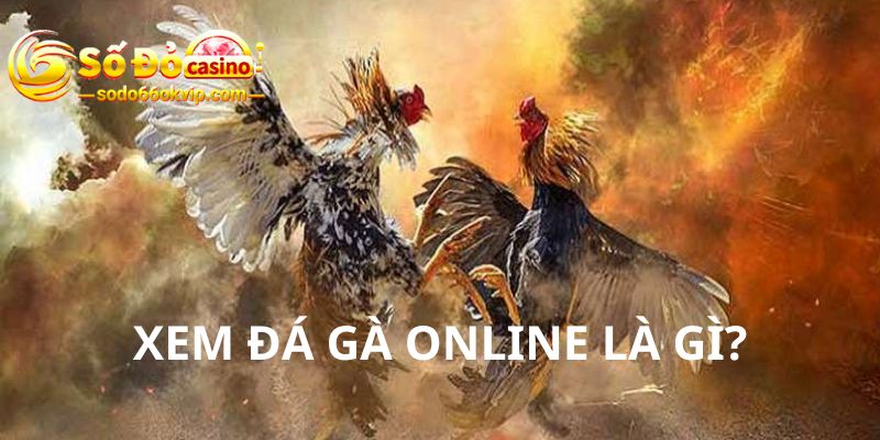 Xem Đá Gà Online An Toàn & Uy Tín Tại Nhà Cái Sodo66