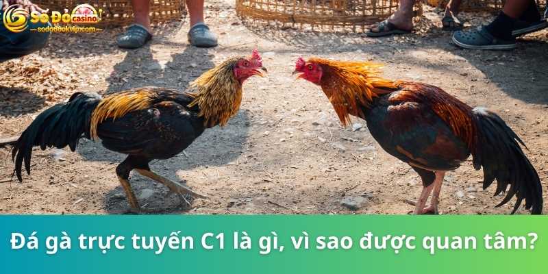 Đá Gà Trực Tuyến C1 - Đấu Trường Cho Dân Chơi Chuyên Nghiệp