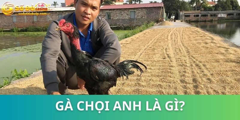 Gà Chọi Anh - Chiến Kê “Đắt Giá” Trên Trường Đấu Campuchia