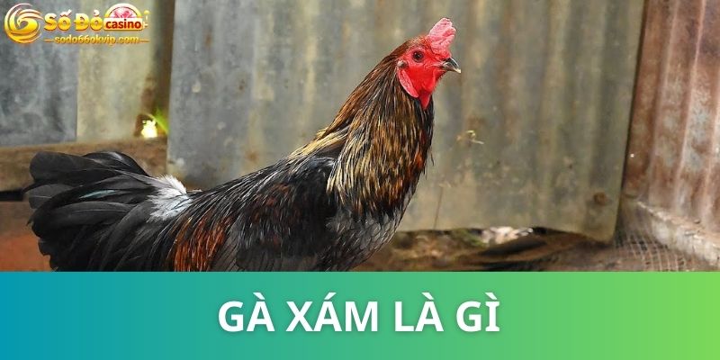 Gà Xám Là Gì? Tips Hay Chọn Chiến Kê Bao Chuẩn Từ Cao Thủ