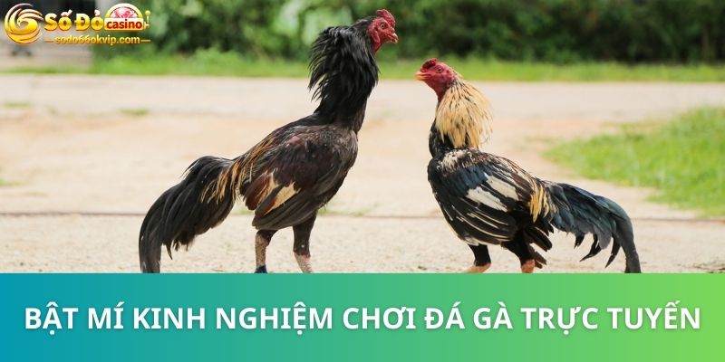 Gà Xám Là Gì? Tips Hay Chọn Chiến Kê Bao Chuẩn Từ Cao Thủ