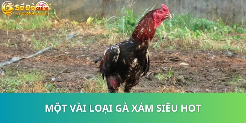 Gà Xám Là Gì? Tips Hay Chọn Chiến Kê Bao Chuẩn Từ Cao Thủ