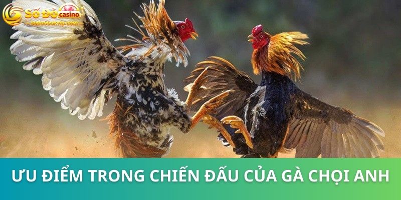 Gà Chọi Anh - Chiến Kê “Đắt Giá” Trên Trường Đấu Campuchia