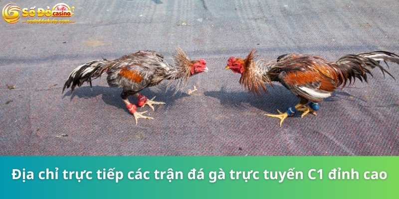 Đá Gà Trực Tuyến C1 - Đấu Trường Cho Dân Chơi Chuyên Nghiệp